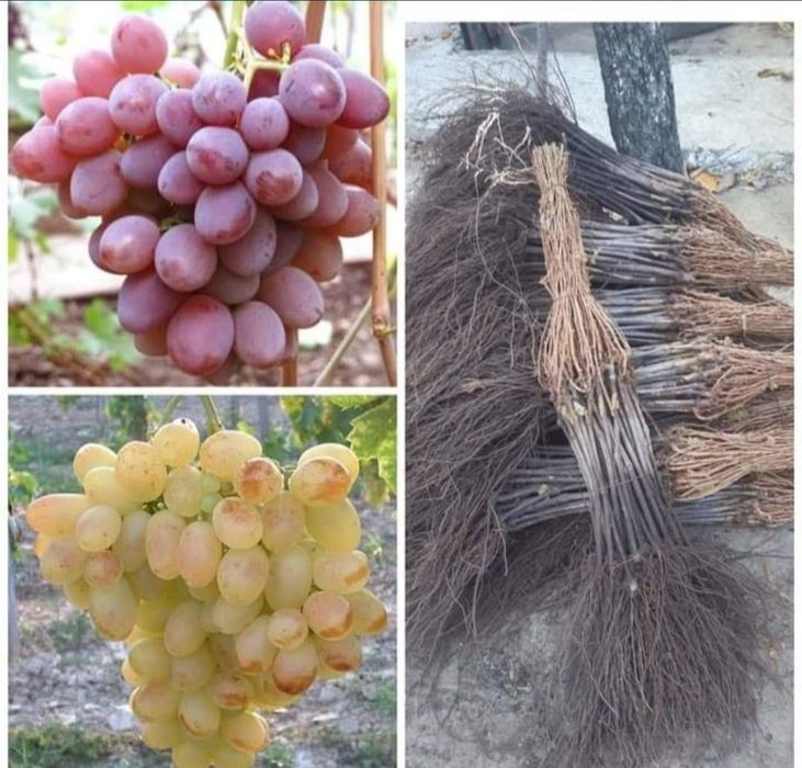 Butasi certificați și autorizati