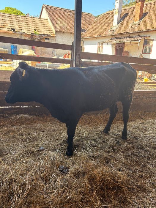 Vând vițea metis angus