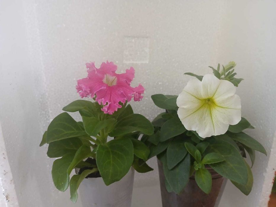 цветы петунии и бегонии