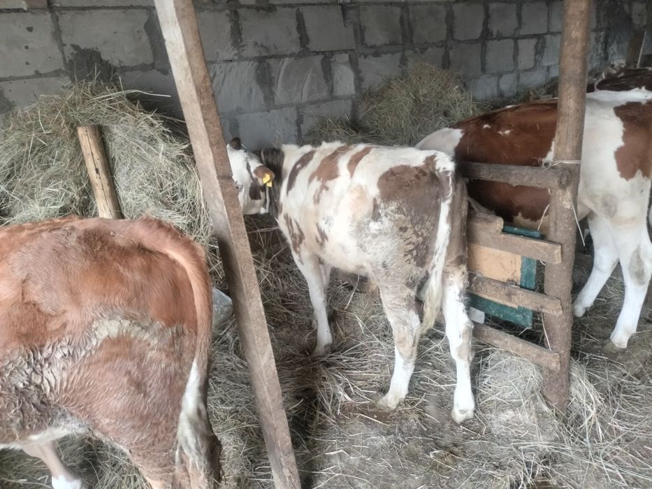 Продам телят бычки сименталы