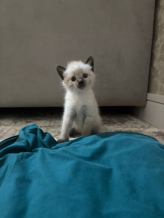 Отдам котят в хорошие руки