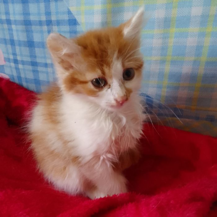 Котёнок мальчик в добрые руки