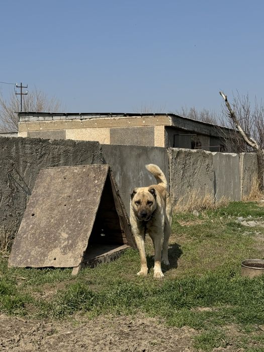 Кангал 1.5 года злой