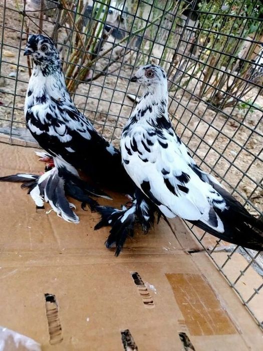 На продаже домашние голуби.