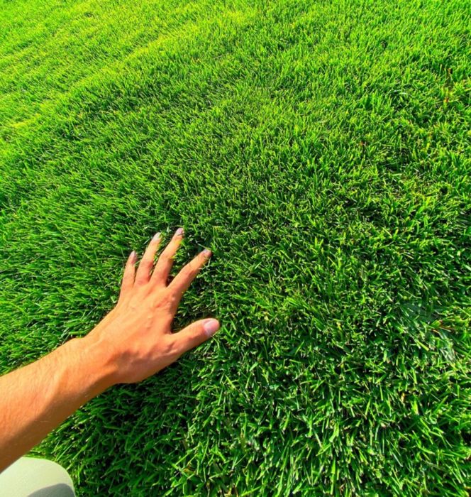 Газон Gazon ekish poliv qilish