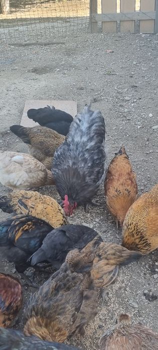 Курицы молодые разные породы