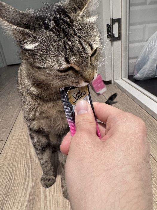 Котенок девочка 8 месяцев