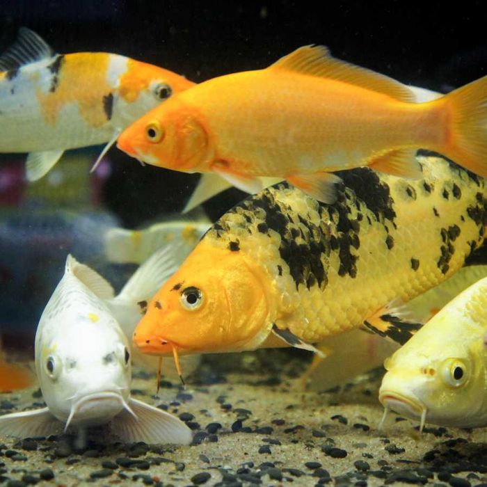 Аквариумная рыбка "Карп Кои"