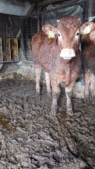 Vitea si taur limuzin