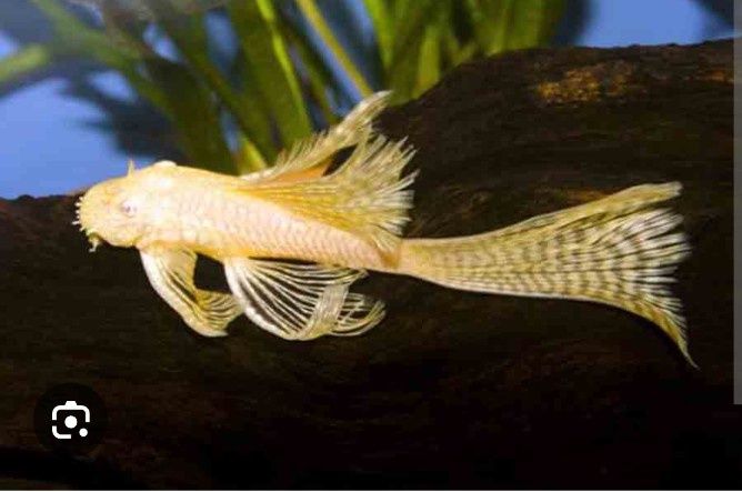 Вуалевые анцитрусы