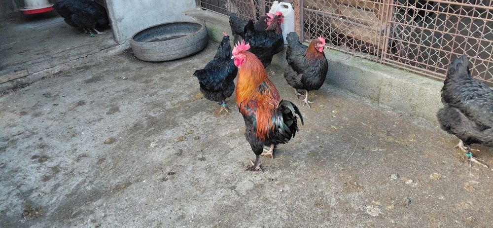 Oua pt incubat Marans si Araucana