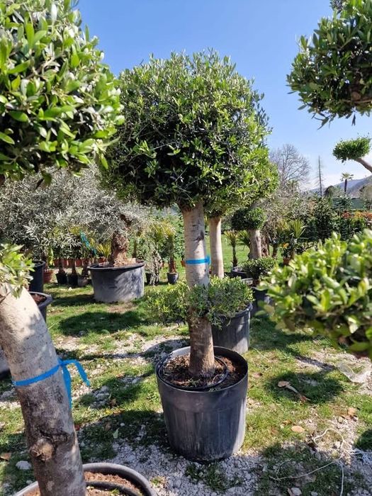 Plante ornamentale- diferite speci si dimensiuni