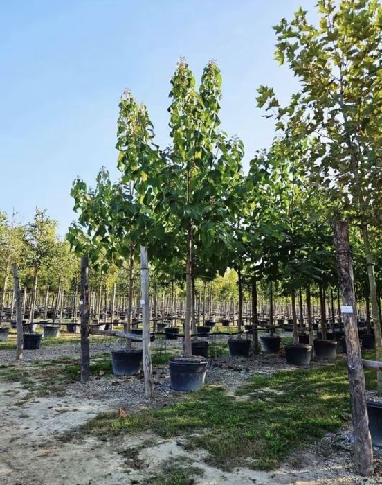 Plante de vanzare rezistente la frig