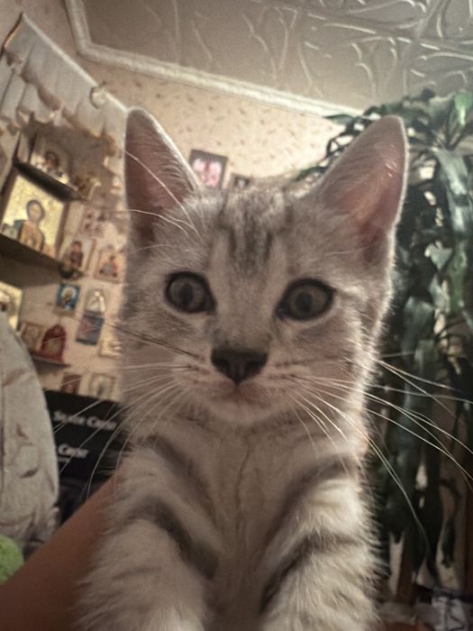 Продам котёнка скотиш страйт
