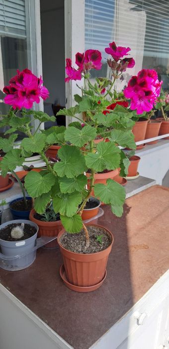 Дърво живота,амарилис,каланхое,индрише,мушкато,хлорофитум,традисканция