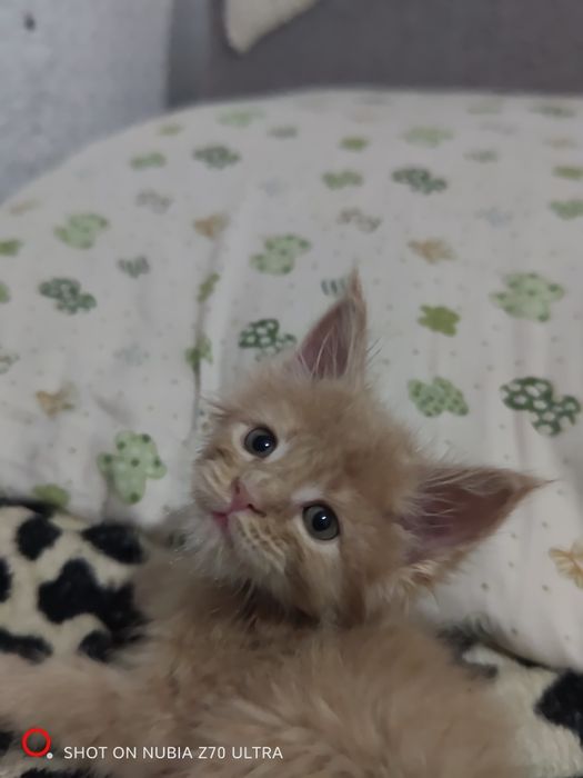 Продам котят породы Мейн Кун