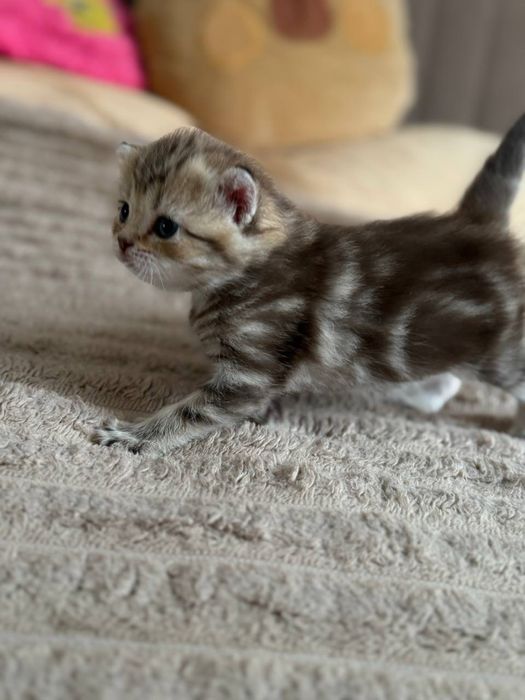 Продаются котята скоттиш страйт