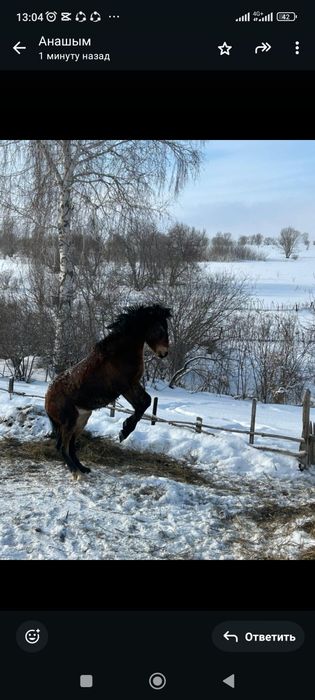 Жылқы сатылады семіз ұстағаннан да қолайлы