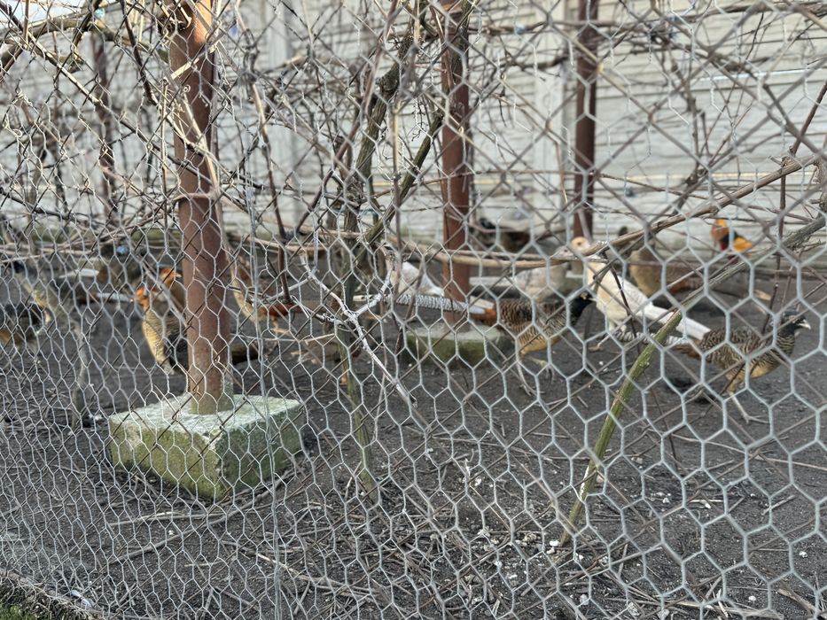 Fazani Auriu pe galben / Diamant