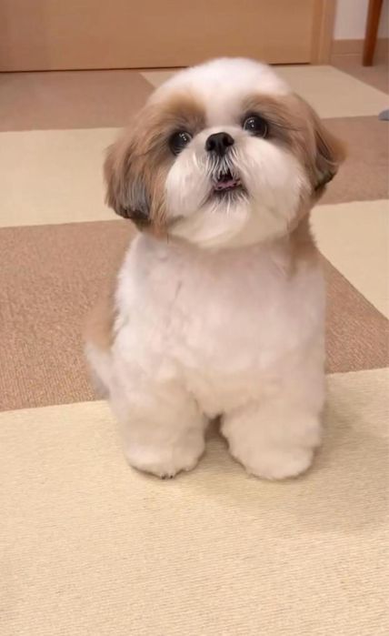 Catel Shih-Tzu Mini Toy