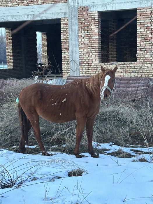 Буаз бие сатылад жуас