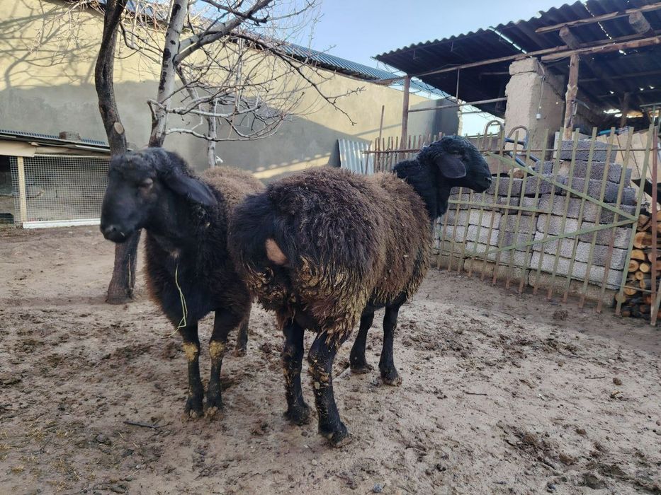 Qo'chqorlar, quchqorlar, qochqorlar sotiladi