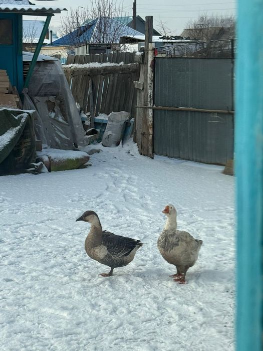 Продам гусей 2-вух