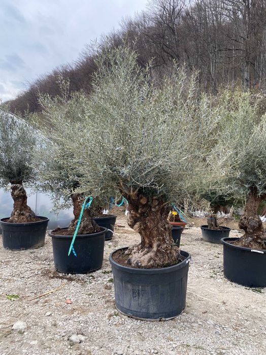 Măslini Mediteraneeni | Eleganță pentru Orice Spațiu Exterior