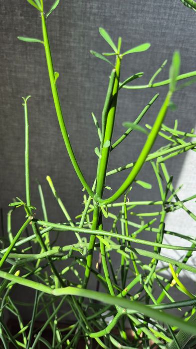 Большое растение Эуфорбия Молочай