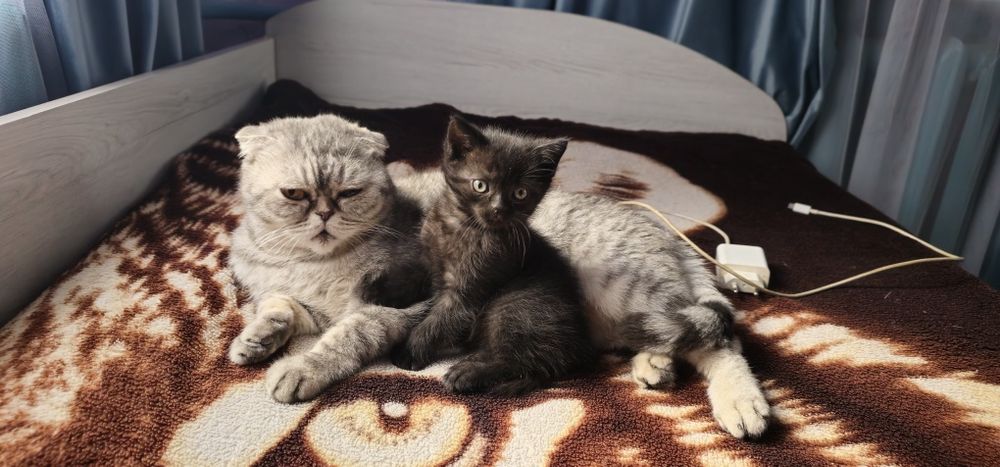 Скоттиш страйт девочка