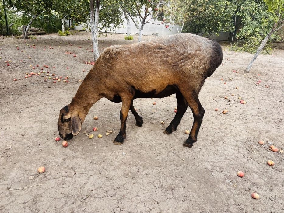 Ярка арашан гиссар