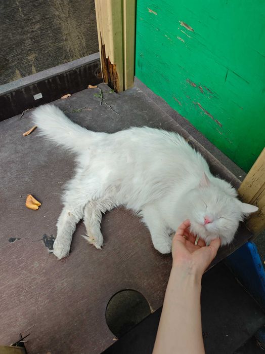 Отдам кота в добрые руки