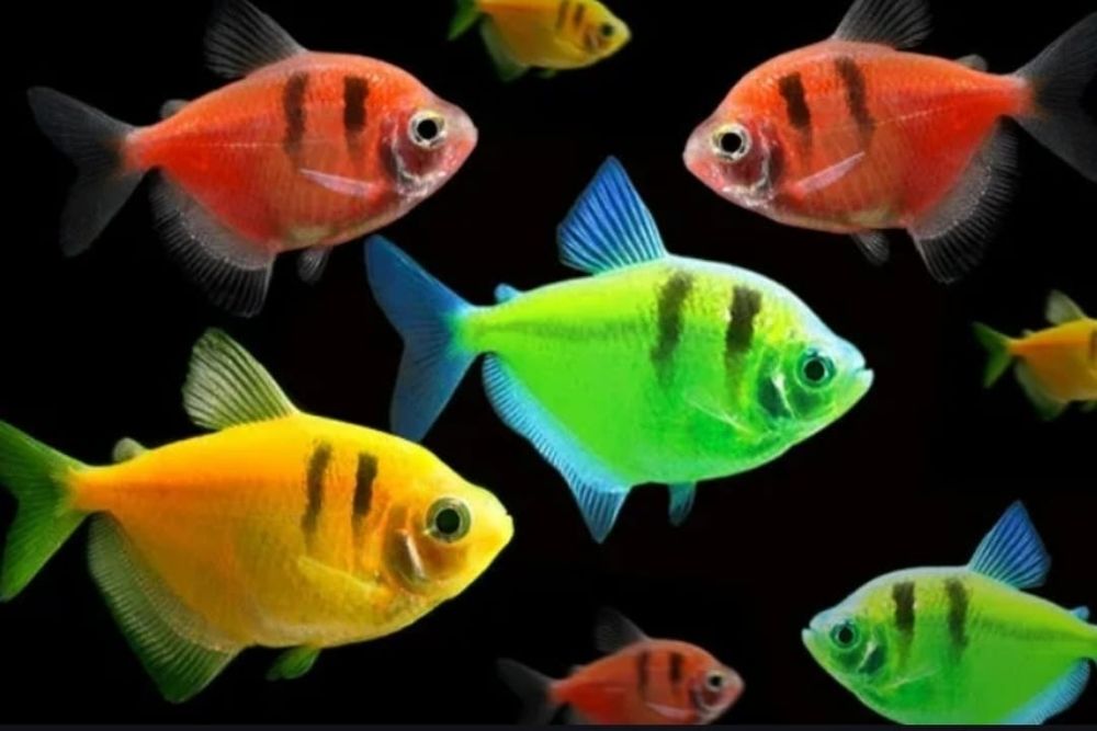 Рыбки для акварюма