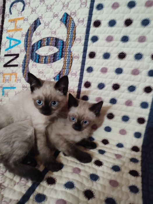 Продается сиамские котята