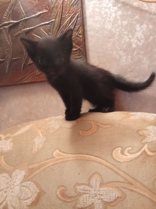 Продам милого котенка
