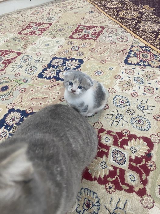 Мысык сатыладыыы