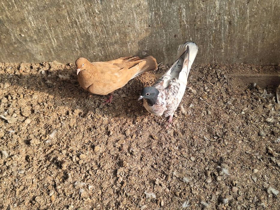 Голубка      Голубка