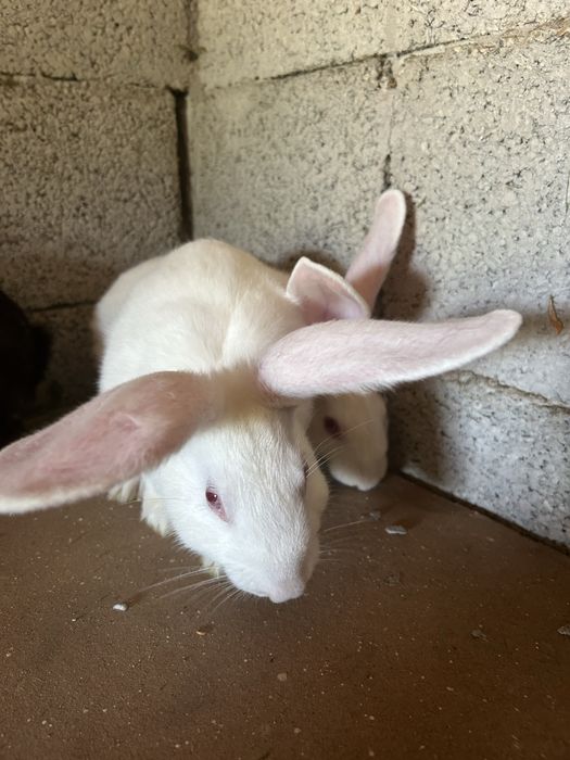 De vânzare 8 iepuri 2 de 4 luni 3,5 kg  si 6 de 2 luni jumate 2,4 kg