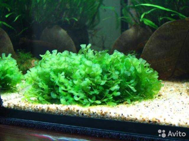 Мох ламариопсис не прихотливый для аквариума прирастает к корягам