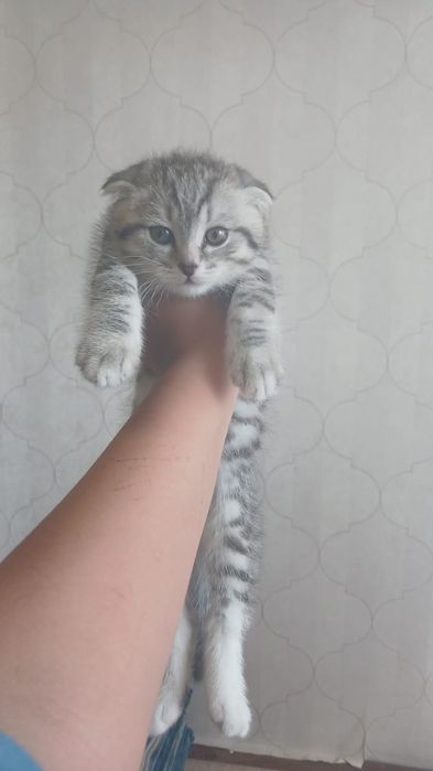 Катенок Вислоухий!