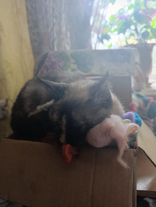 Коты. Бесплатно. В добрые руки