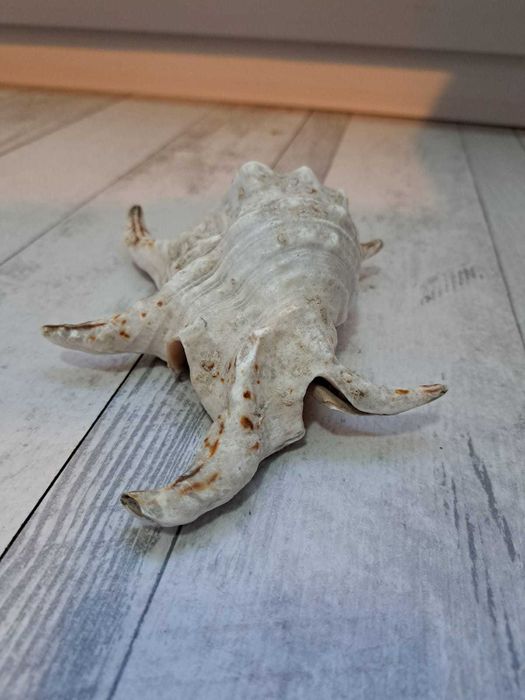 Cochilie mare de melc