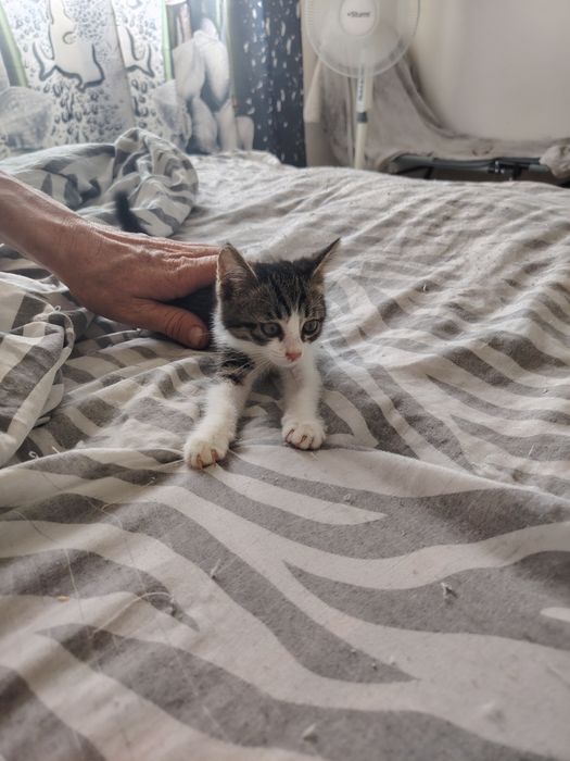 Котята бесплатно