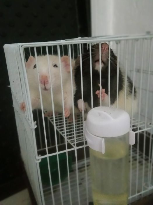 Отдам бесплатно!