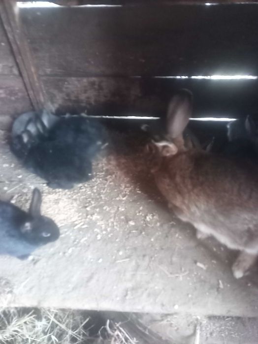 Iepuri belgieni de vanzre