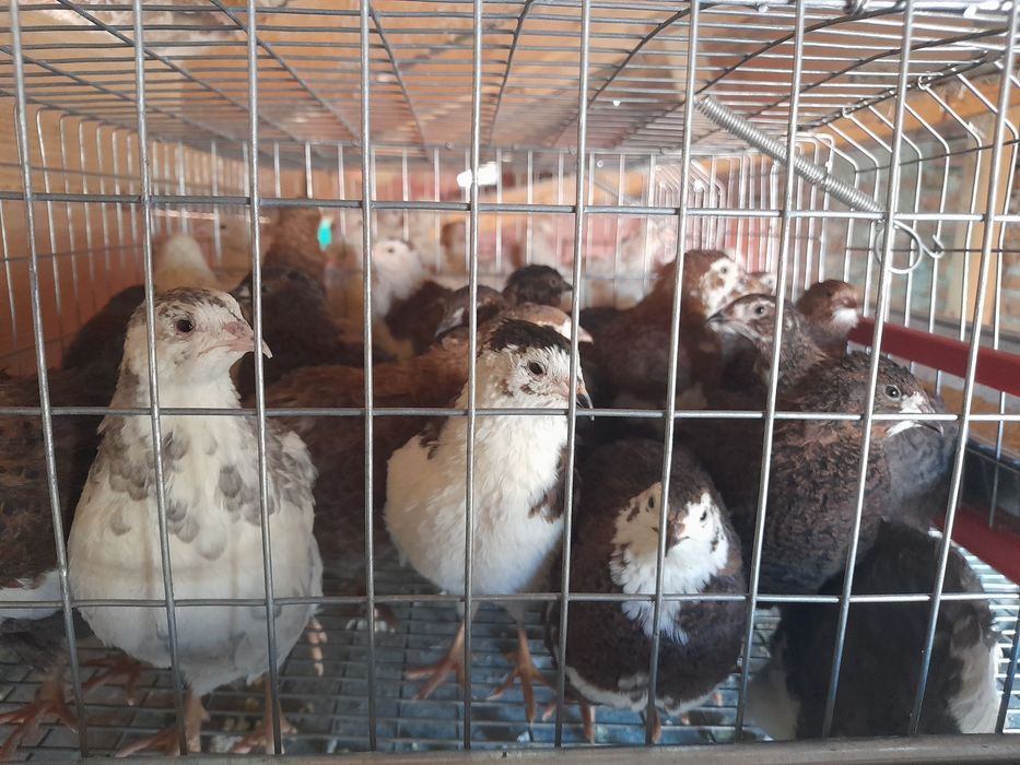 Pui prepelita Celadon au o zi