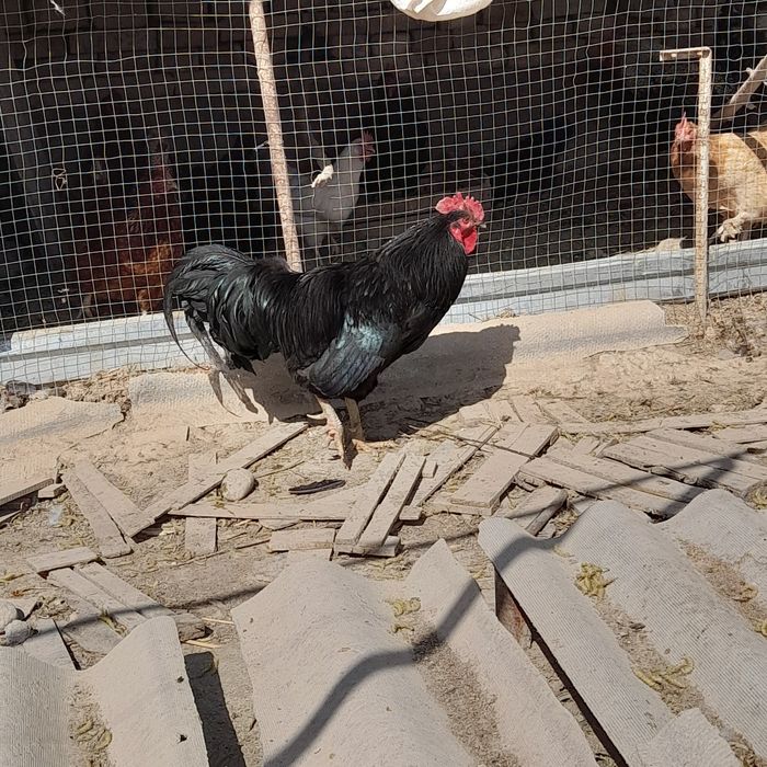 Qorashag'zoda Xo'roz sotiladi