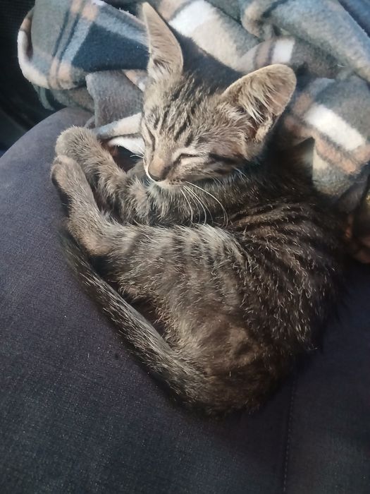 Отдам котенка девочка