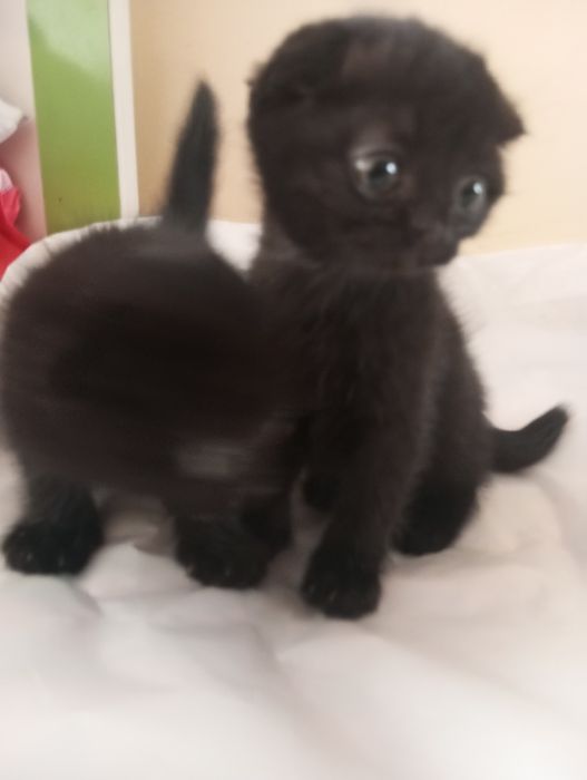 Продаются котята скоттиш фолд вислоухие