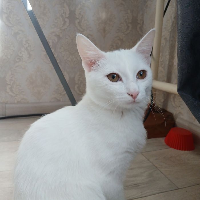 Отдам белую кошку